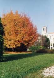 Cortile delle scuole elementari