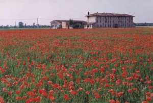 Campo di papaveri nei dintorni di Zoppola