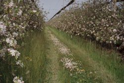 Meli in fiore